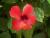 Red flower by Tim Hgele